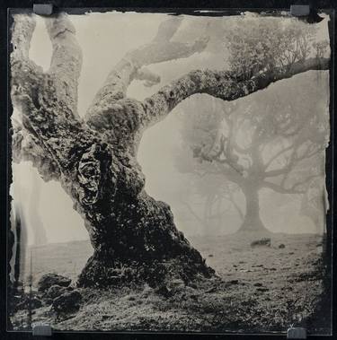 Laurel Forest - Ambrotype 1/10 thumb
