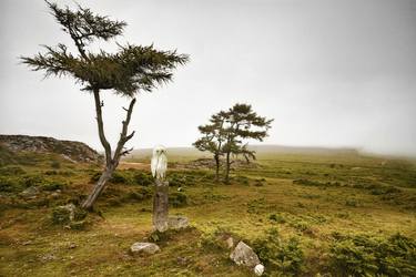 Barn owl in Dartmoor thumb