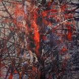 Bibbona fire tree by Karin Vermeer
