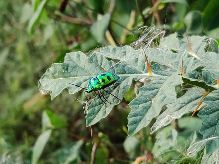 Original Animal Photography by M M Jakaria | Digital Art Art on Paper | Emerald Guardian of the Thistle