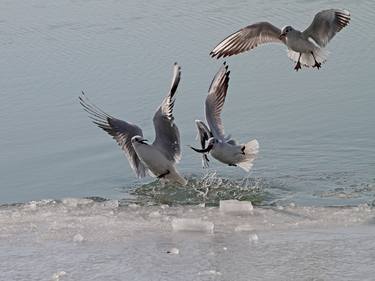 Seagulls on the ice - Big format thumb