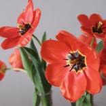 Tulips by Natia Rekhviashvili
