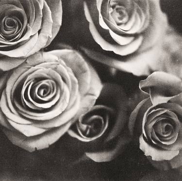 Medium format analog black and white photo of white rose flowers thumb
