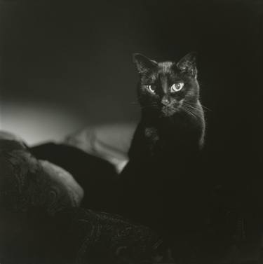 Film noir portrait of black cat Hasselblad square medium format film analogue photograph handmade darkroom print thumb