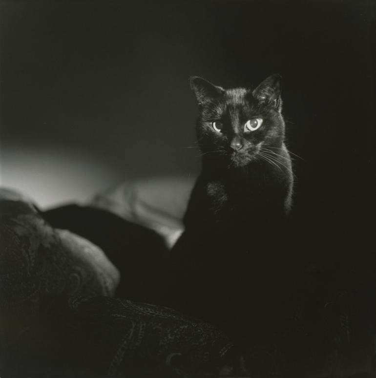 Film noir portrait of black cat Hasselblad square medium format analogue photograph handmade darkroom Photography Edward Olive | Saatchi Art