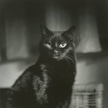 Portrait of black cat square black and white analogue medium format film Hasselblad  photograph thumb
