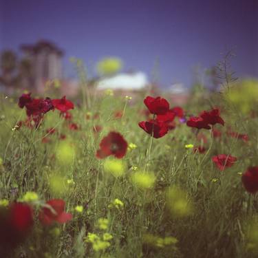 Red wild flowers poppies on hot summer day in urban city wasteland Hasselblad square medium format film analogue photo thumb