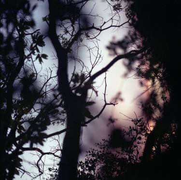 Tree branches on summer evening  in Spain square medium format film analogue photographer thumb