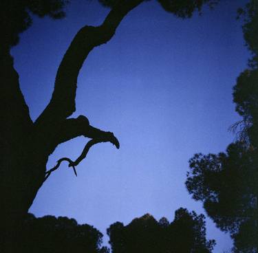 Tree branches in silhouette against blue dusk sky  square medium format film analogue photographs thumb