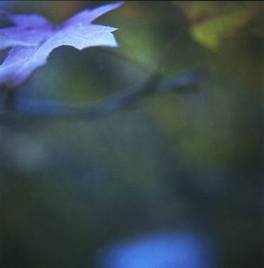 Leaves in blue square medium format film analog photographs thumb