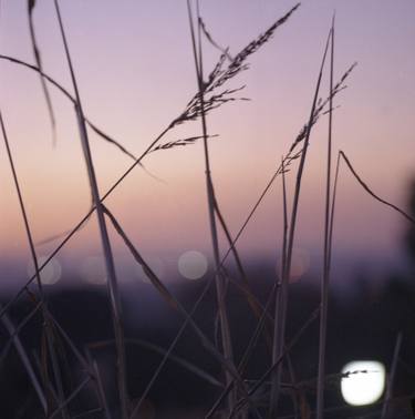 Long wild grass on summer evening purple square Hasselblad medium format film analog photograph thumb