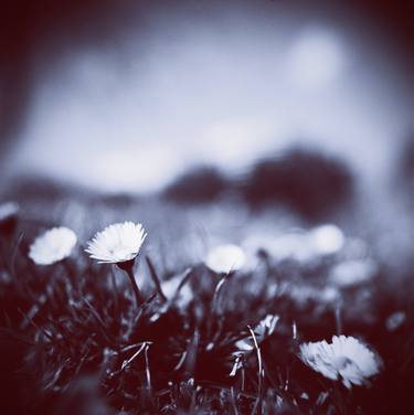 Daisies on lawn blue closeup macro bokeh square Hasselblad medium format film analog photo thumb