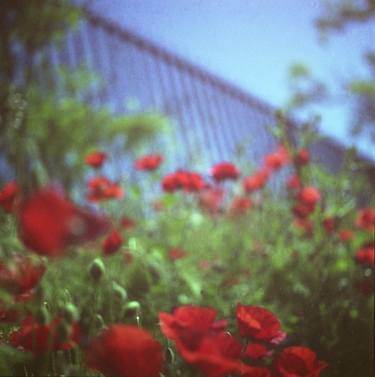 Poppies growing up fence in hot summer square Hasselblad medium format film analog photograph thumb