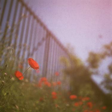 Poppies growing up fence in hot summer faded vintage retro square Hasselblad medium format film analog photo thumb