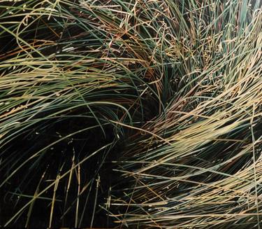 Original Photorealism Nature Paintings by jacques bodin