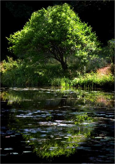 Tree & Pond Reflections thumb