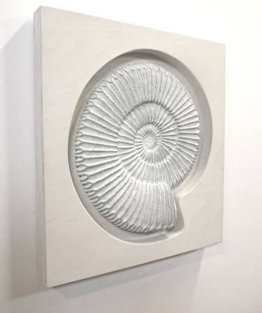Ammonite Series I thumb