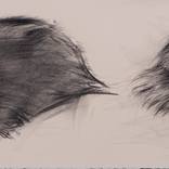Cat study by Juan Álvarez Cebrián