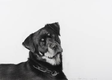 Original Realism Animal Drawings by Juan Álvarez Cebrián