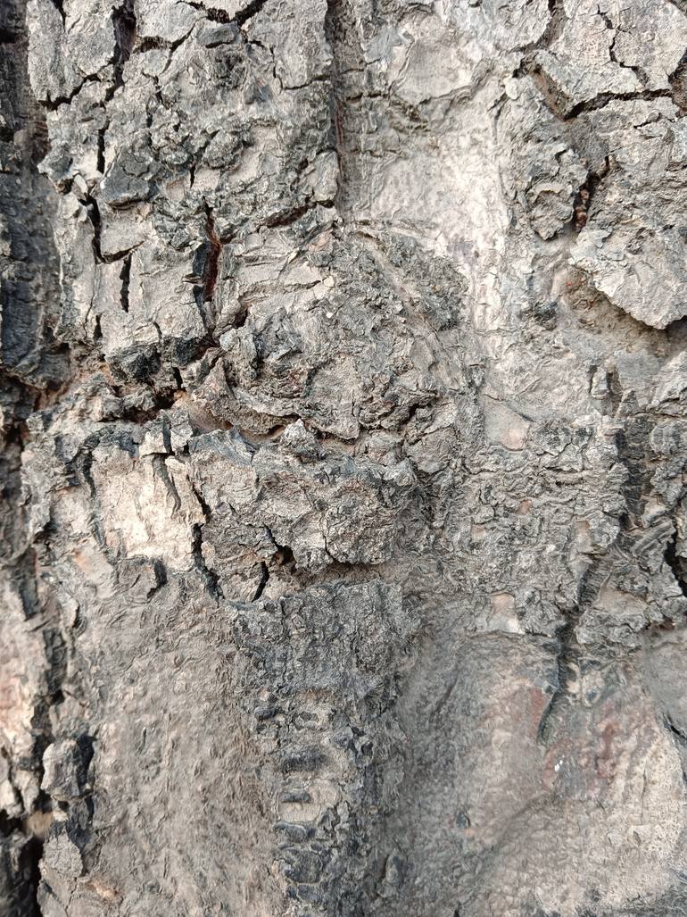 Original Abstract Photography by Ravindra Kumar | Digital Art Art on Canvas | Natural Art in Tree Bark: The Hidden Face of a Majestic Lion