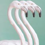 Flamingo by Olga Nikishova