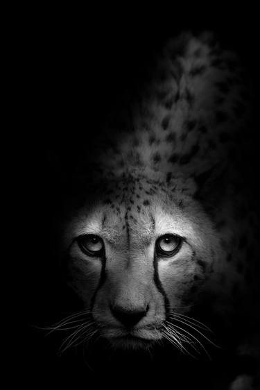Original Fine Art Animal Photography by Dasha K Wildlife Photography