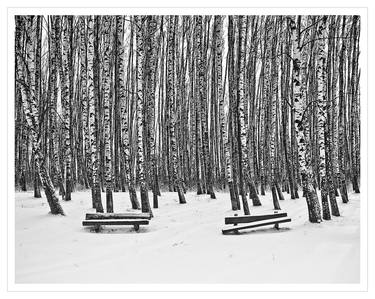 Birches  and Benches thumb