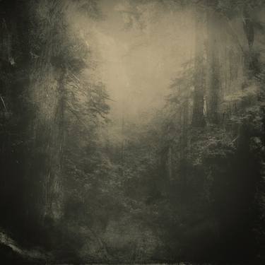 "Ethereal Forest" : Award Winning Signed Platinotype Print thumb