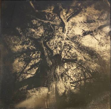 Heart of an Olde Oak Tree; Wet Plate Collodion on Black Glass thumb