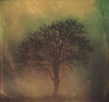Print of Tree Paintings by Alyson J Barton
