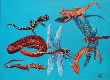 Salamanders and Dragonflies thumb