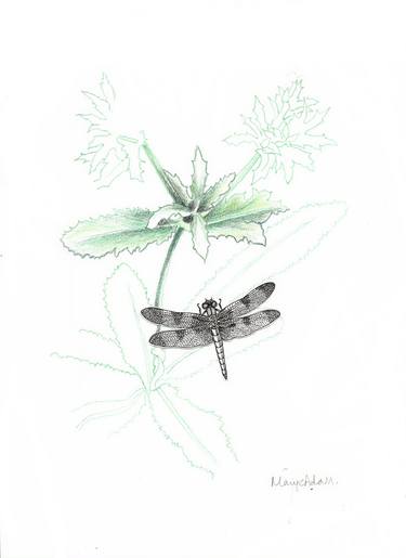 Original Conceptual Nature Drawings by Mary Adam