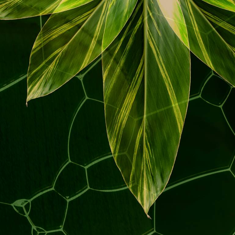 Original Conceptual Botanic Photography by Dionisio Dias Filho