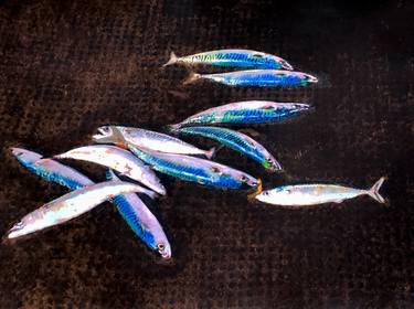 Original Fish Paintings by Sinisa Alujevic