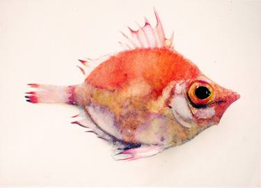 Original Fish Paintings by Sinisa Alujevic