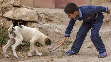 Original Documentary Animal Photography by Golnaz Jamsheed