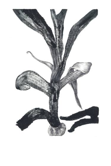Print of Conceptual Botanic Drawings by Chiara Di Domenico