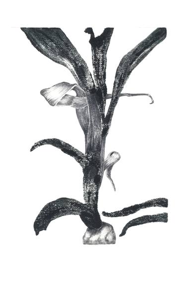 Print of Conceptual Botanic Drawings by Chiara Di Domenico