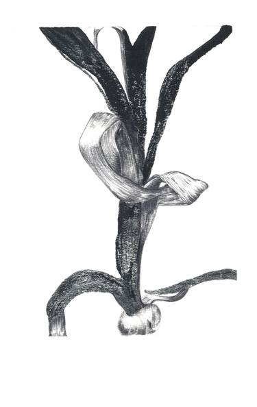 Print of Botanic Drawings by Chiara Di Domenico