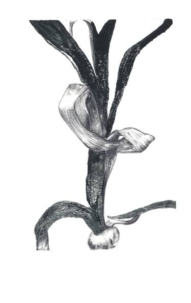 Print of Figurative Botanic Drawings by Chiara Di Domenico