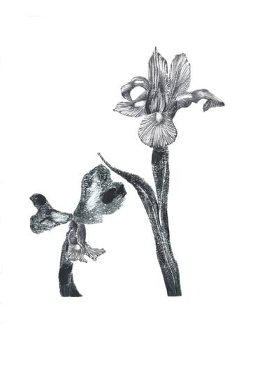 Print of Figurative Botanic Drawings by Chiara Di Domenico