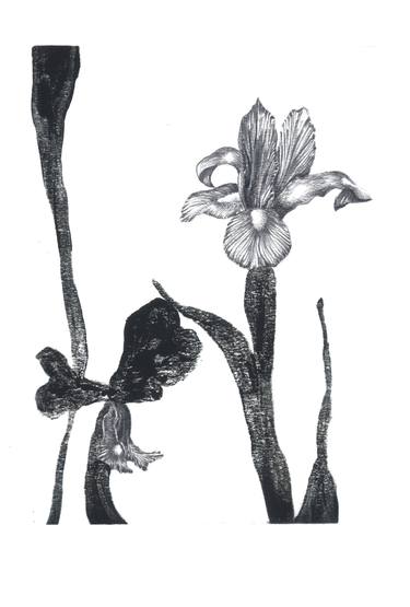 Print of Conceptual Botanic Drawings by Chiara Di Domenico