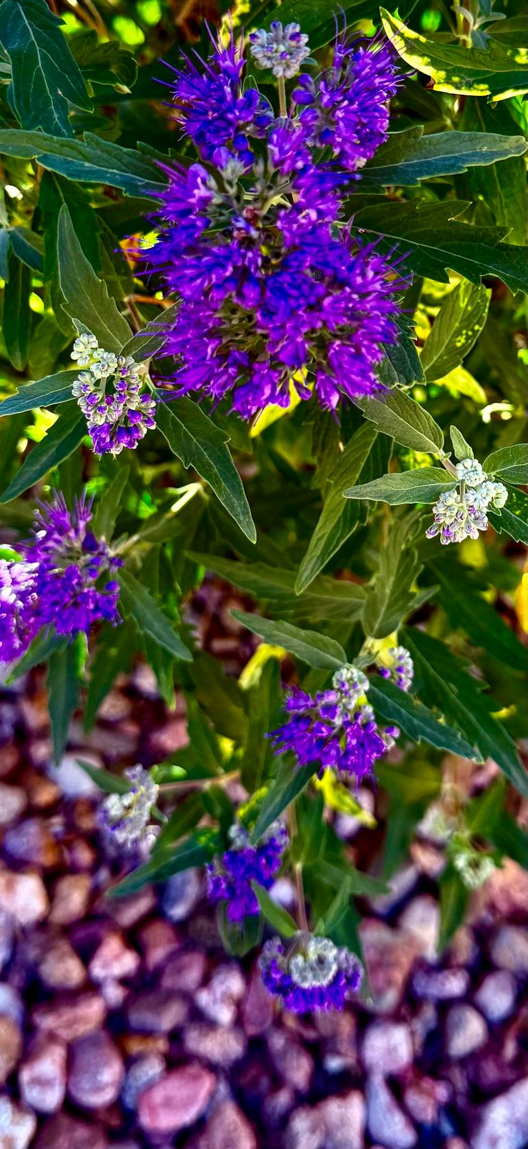 Original Floral Photography by Victoria Smith | Abstract Expressionism Art on Paper | The Purple little Flower