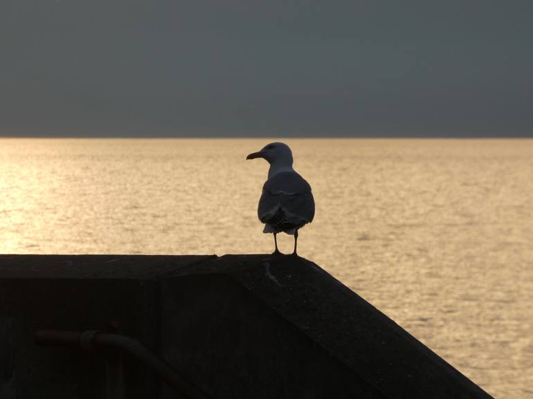 Original Animal Photography by I Warren | Realism Art on Paper | Looking into the sunset