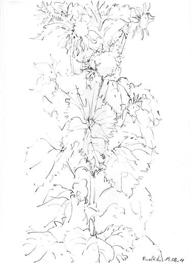 Original Nature Drawings by Ingrid Redlich-Pfund