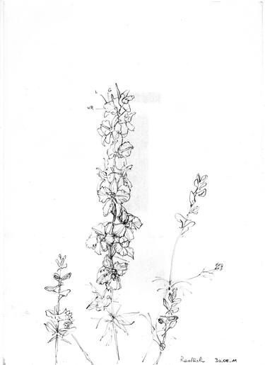Original Nature Drawings by Ingrid Redlich-Pfund