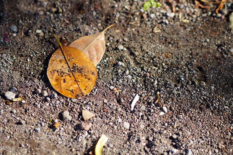 Original Nature Photography by Rifaldi Muhamad Salim | Realism Art on Canvas | Whispers of a Forgotten Lea