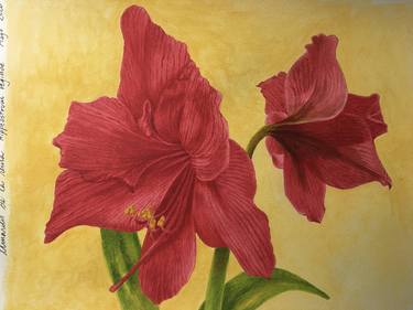 Original Realism Botanic Paintings by Alberto Hitzfelder