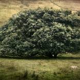 Donegal Oak by Kenneth Jackson