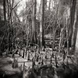 Cypress Glade by Kenneth Jackson